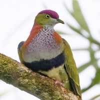 Superb Fruit-Dove
